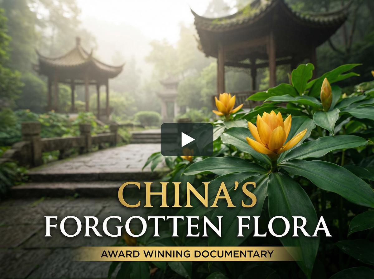 丝瓜视频获奖视频-中国消失的植物纪录片
